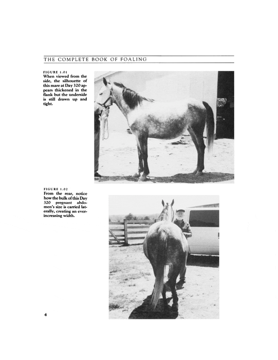 The Complete Book of Foaling